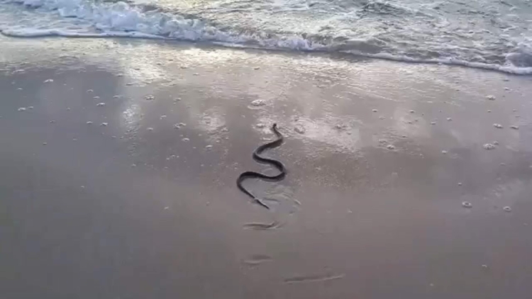 Морские змеи азовского моря