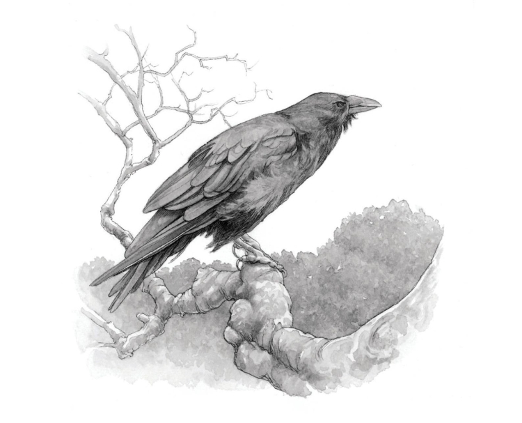 Мультяшная ворона рисунок
