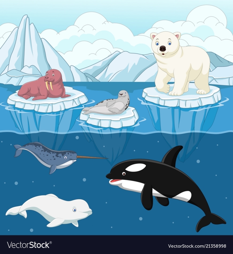 Животные ледовитого океана