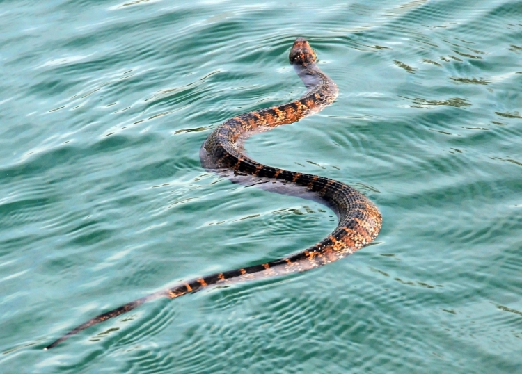 Водяные змеи черного моря