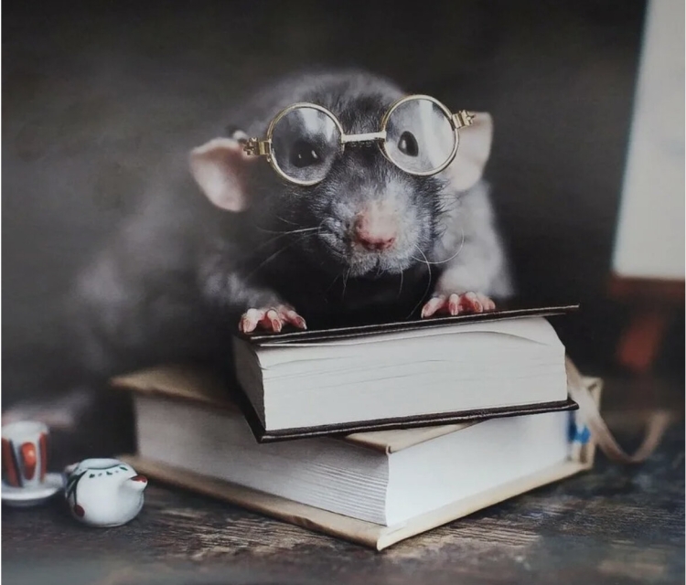 Самое умное животное крыса
