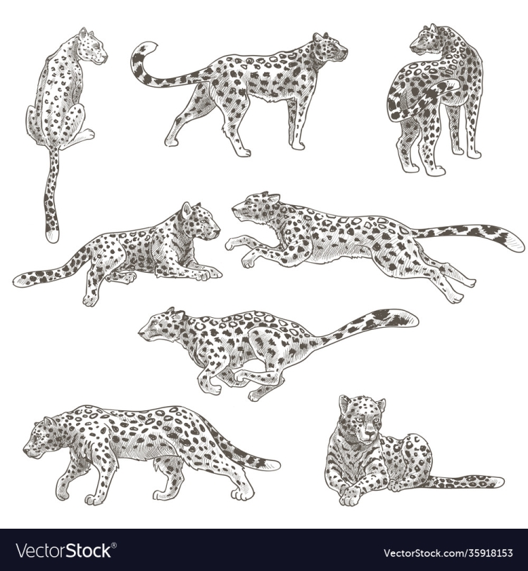 Животное леопард