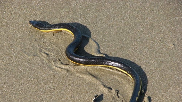 Азовское море змеи