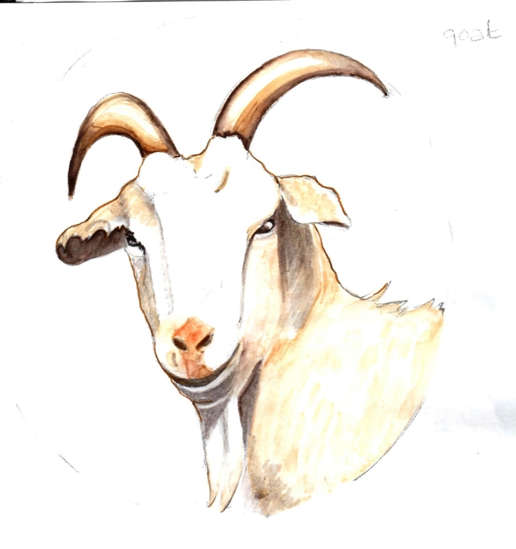Мультяшный рисунок козы