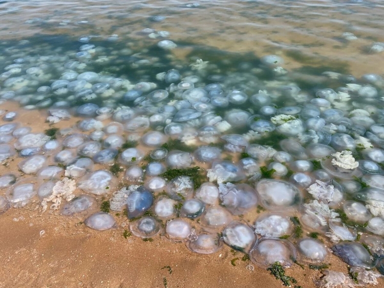 Маленькие оранжевые медузы в азовском море
