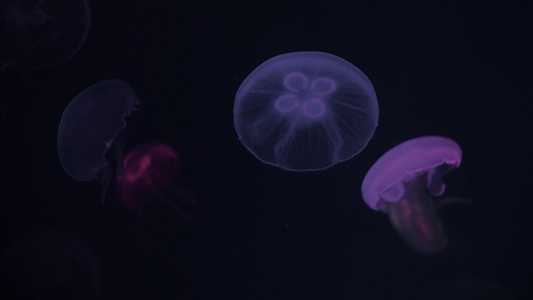 Фиолетовые медузы в азовском море