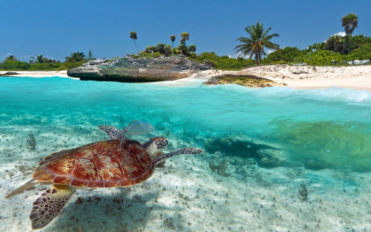 Животные островов карибского моря