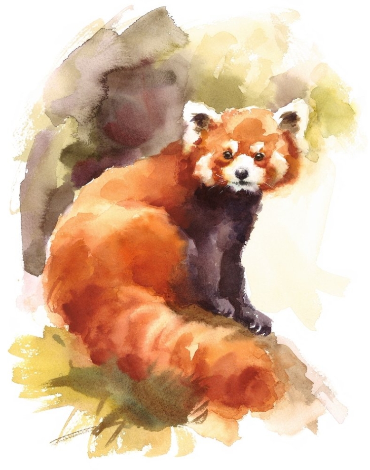 Животное красная панда