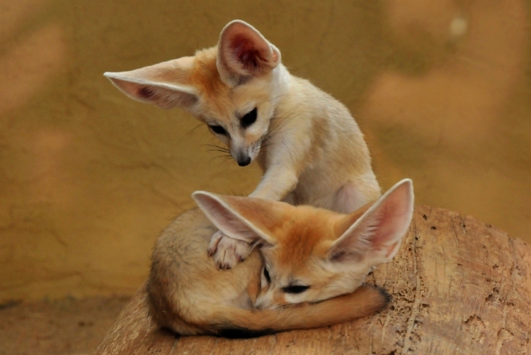 Домашнее животное лиса с большими ушами