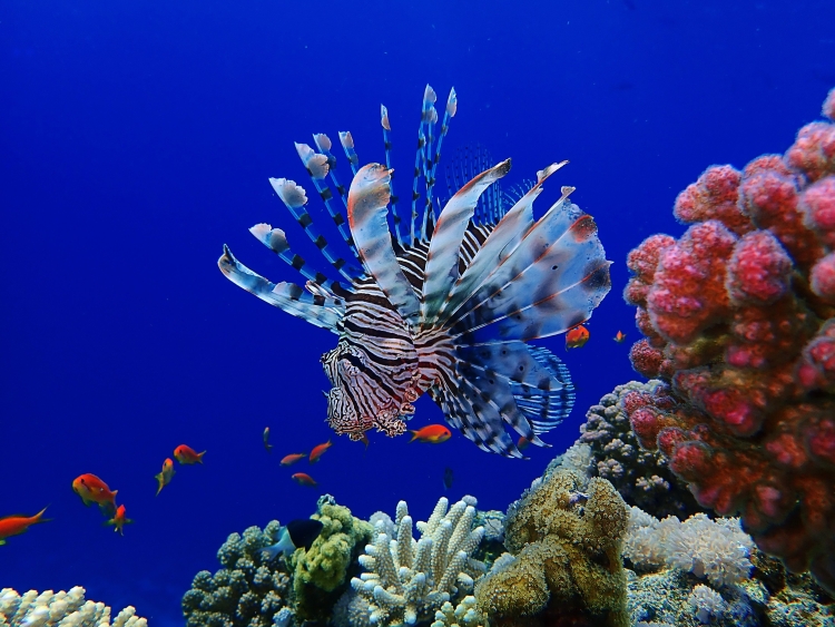 Самые красивые рыбы красного моря