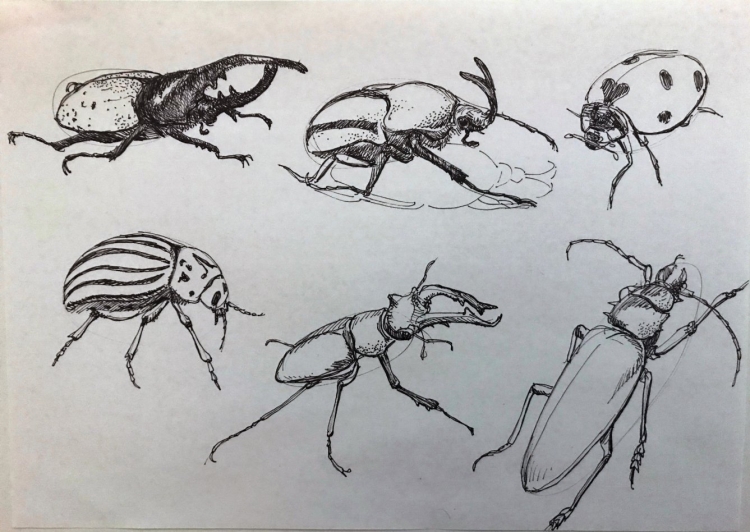 Домашние животные жуки