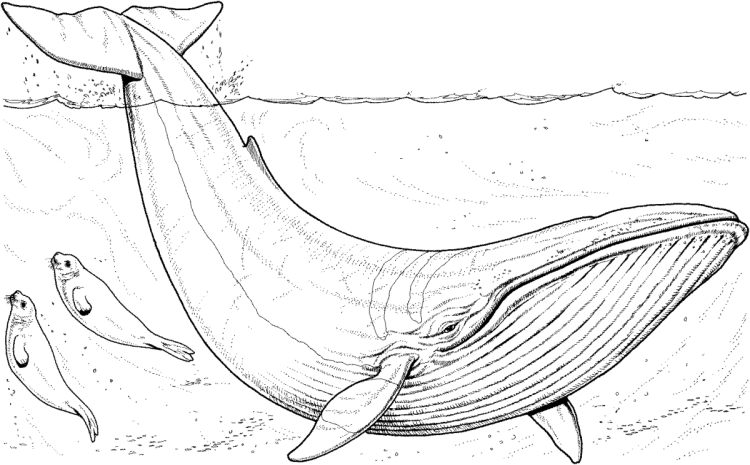 Самое большое животное синий кит