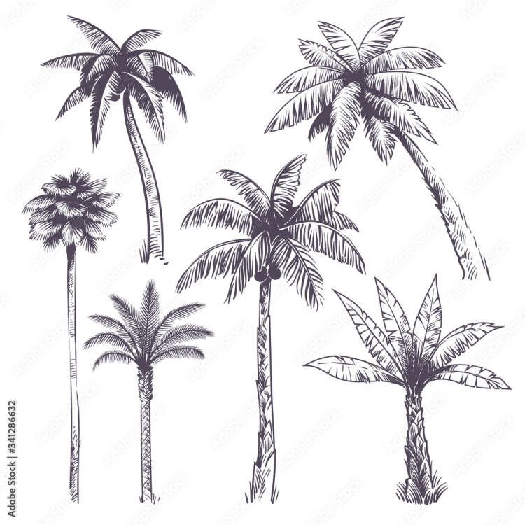 Пальмы в мультяшном стиле