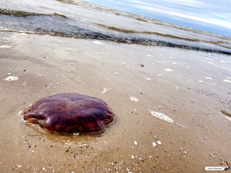 Самая большая медуза в азовском море
