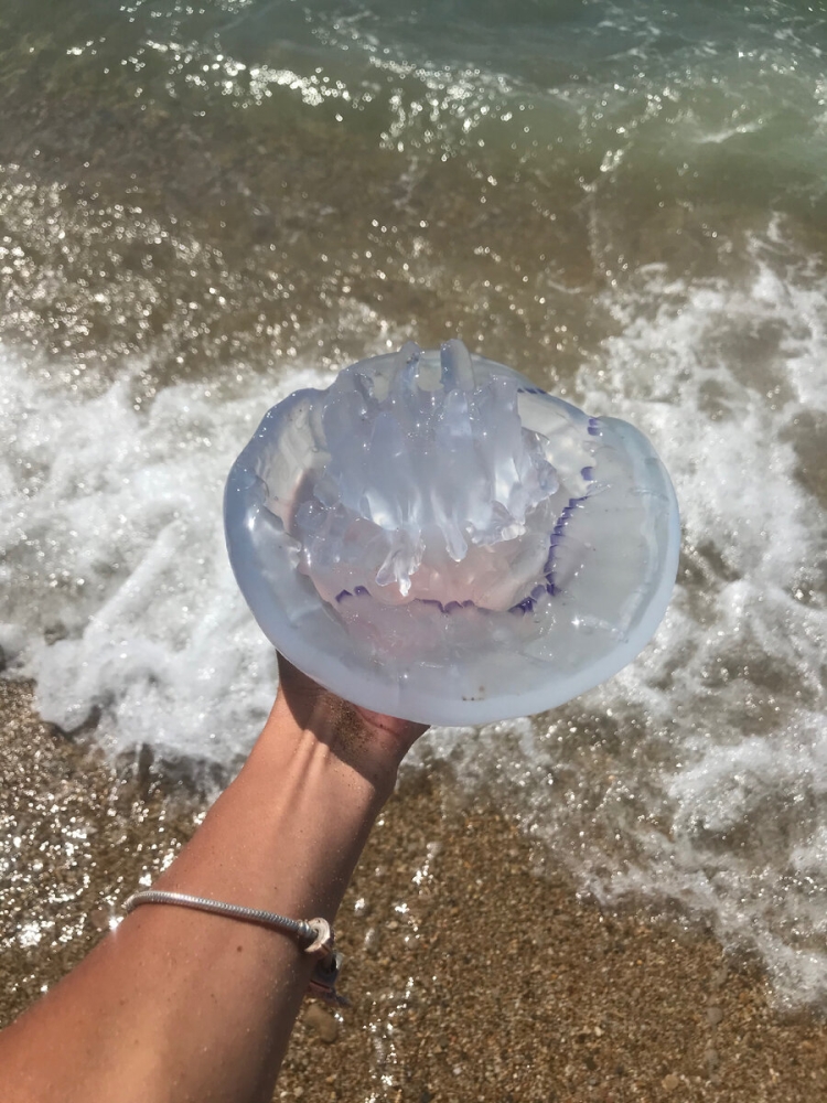 Гигантские медузы в черном море