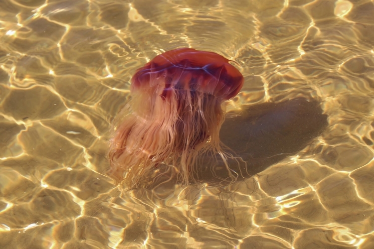 Красные медузы белого моря