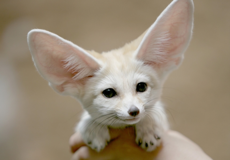 Маленькое животное с большими ушами