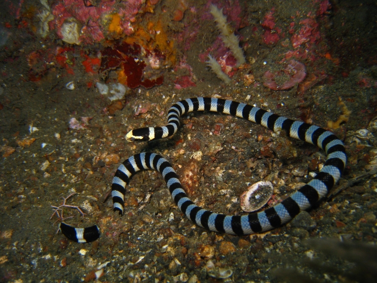 Полосатая змея в черном море