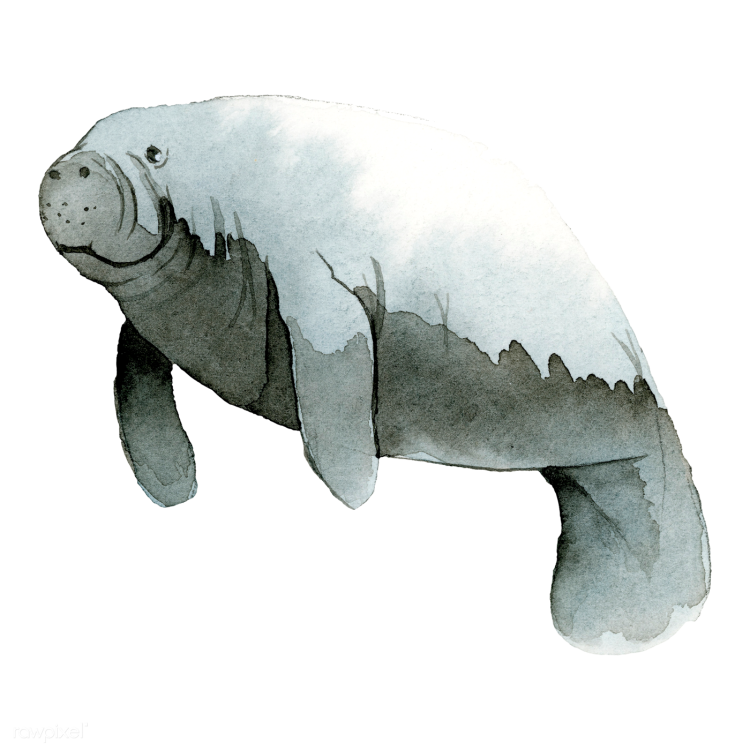 Морское животное с хоботом