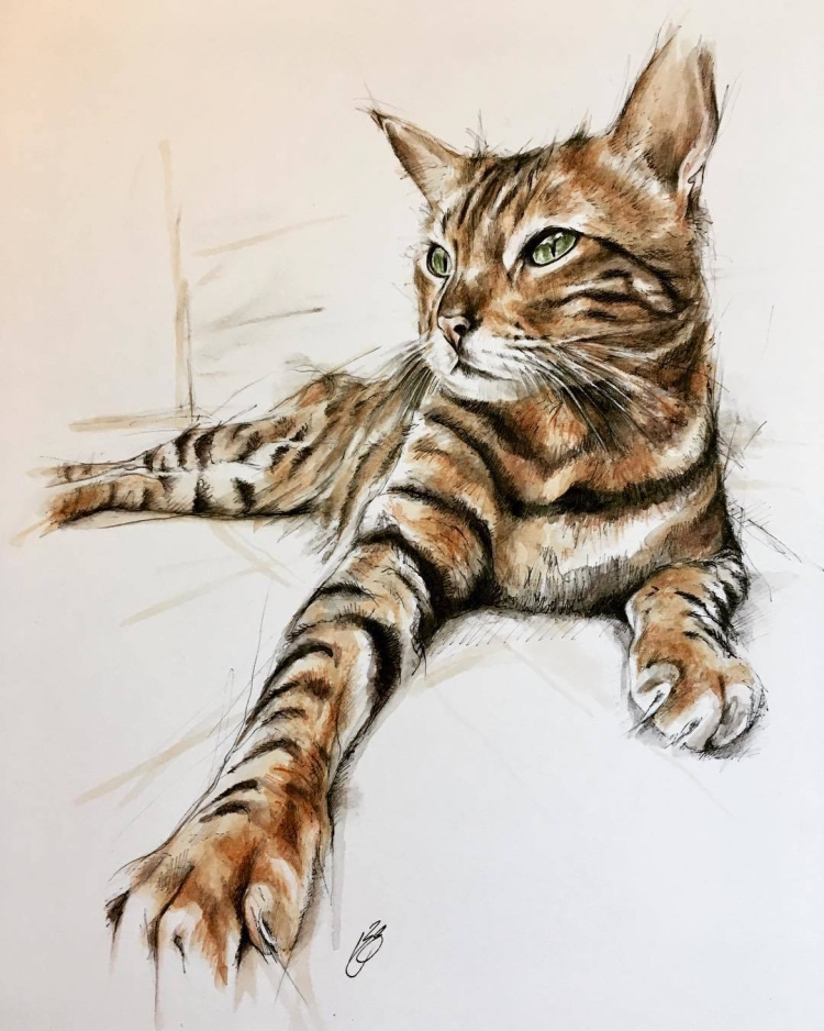 Бенгальская кошка рисунок карандашом