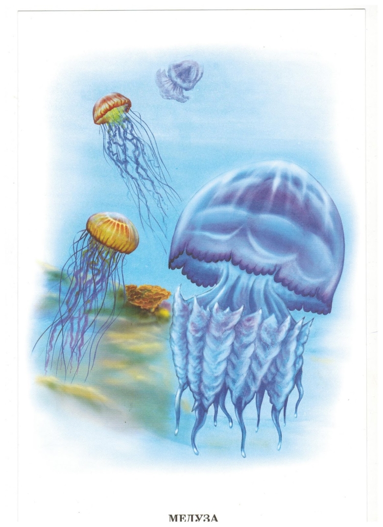 Медузы моря