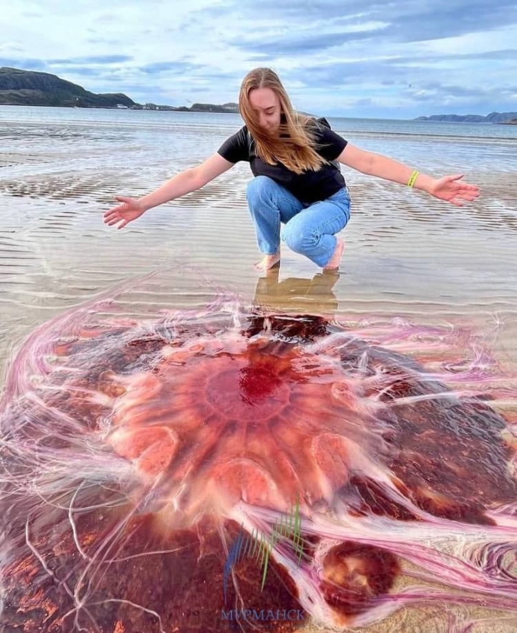 Медузы в баренцевом море
