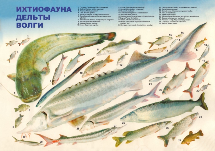 Рыбы обитающие в каспийском море