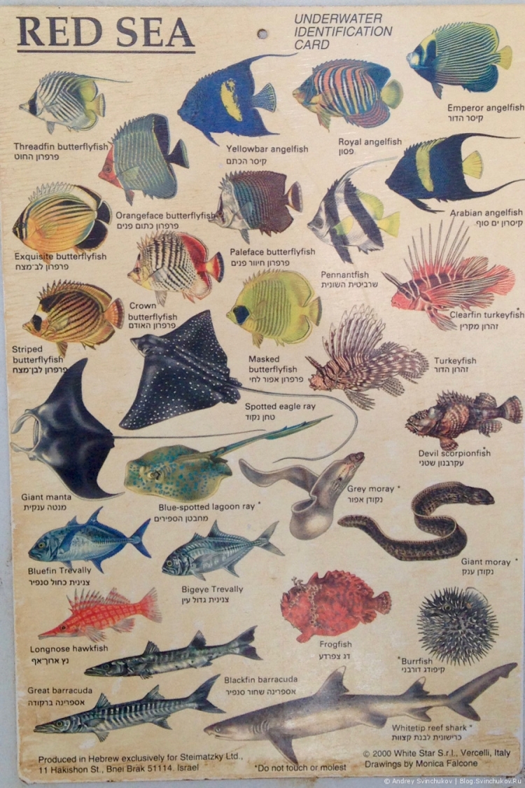 Самые распространенные рыбы красного моря