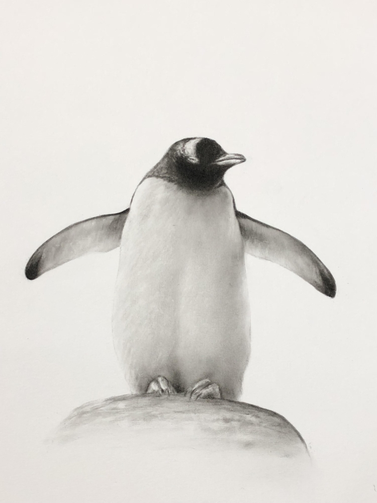 Пингвины в черном море