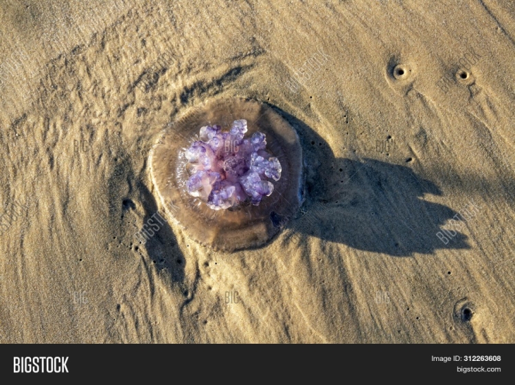 Фиолетовые медузы в средиземном море