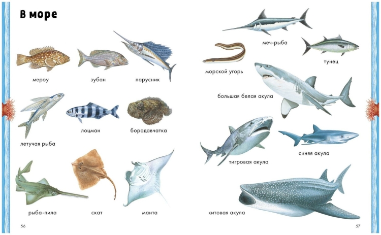 Рыбы обитающие в азовском море