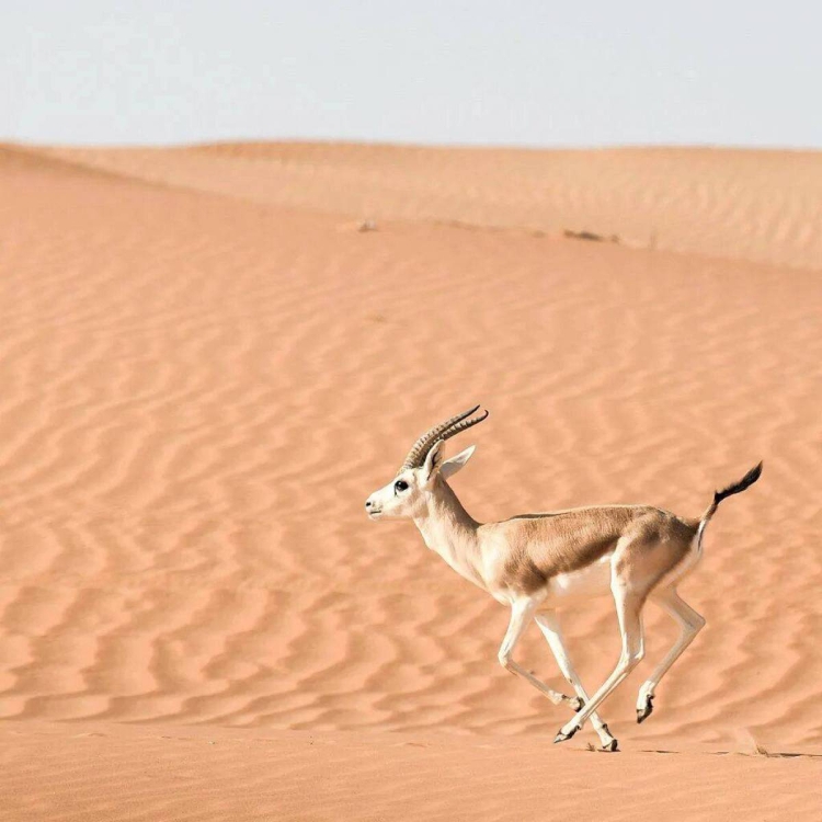Самое быстрое животное в пустыне