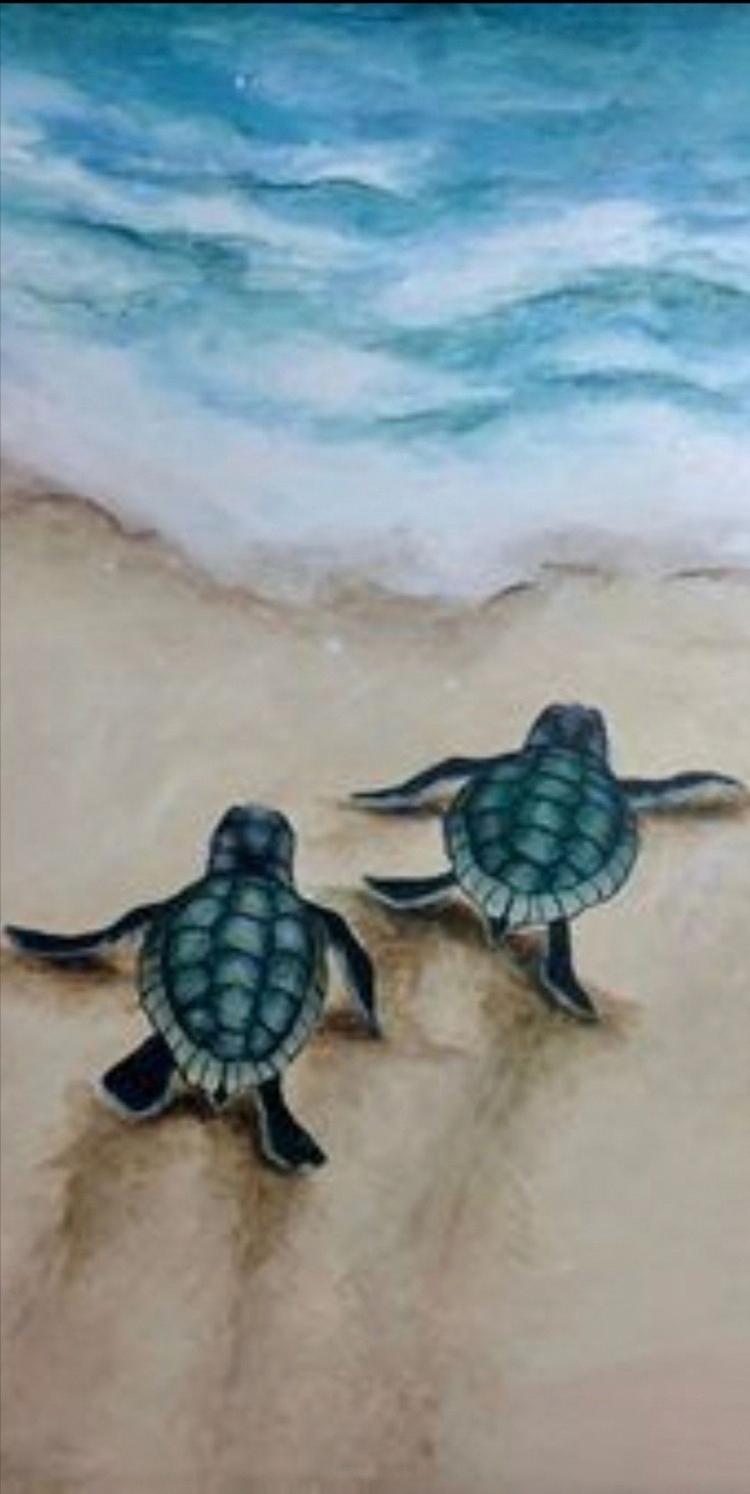 Морские черепахи в черном море