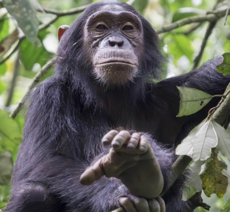 Самое умное животное шимпанзе