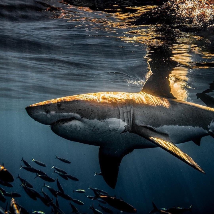Самая большая акула в красном море
