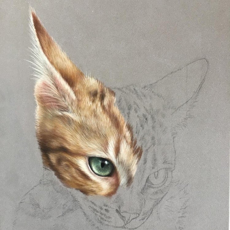 Реалистичный рисунок кошка
