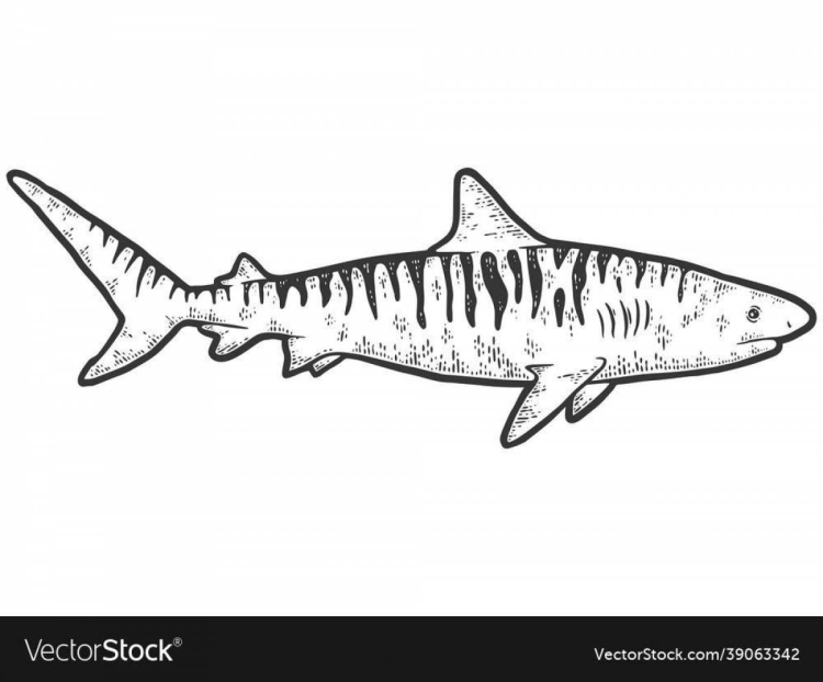 Тигровая акула в черном море