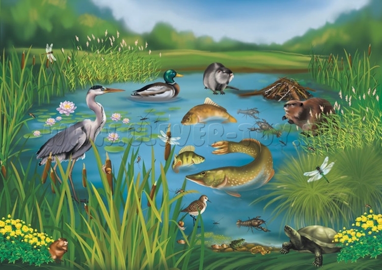 Животные рек озер и болот