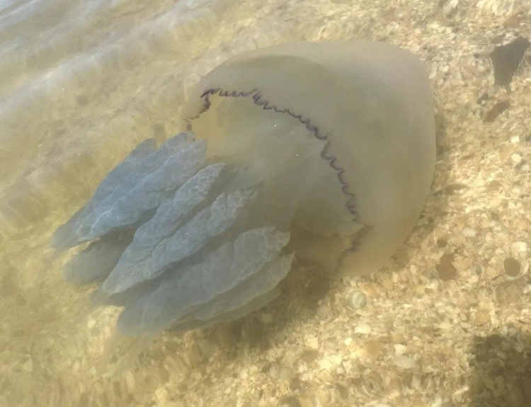Маленькие коричневые медузы в азовском море