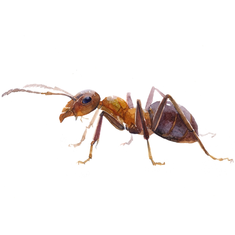 Животные меньше муравья