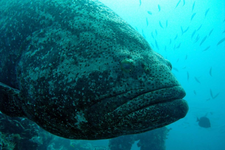 Самые крупные рыбы черного моря