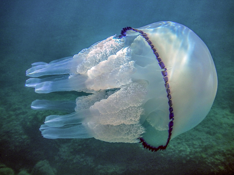 Акулы и медузы в средиземном море