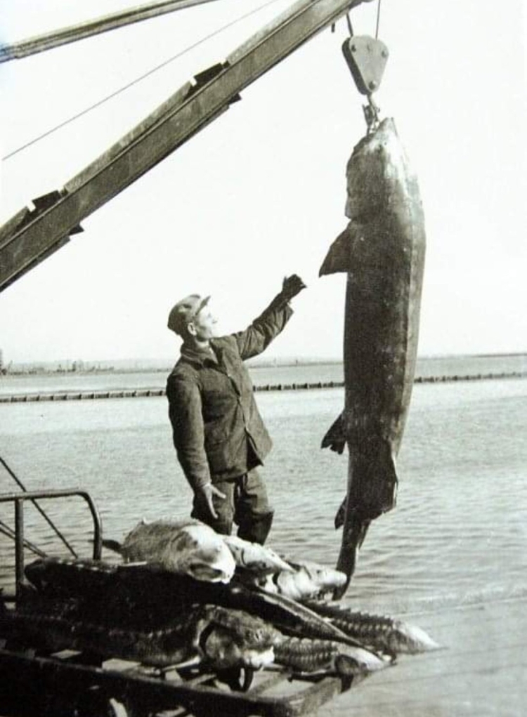 Самая большая рыба в азовском море