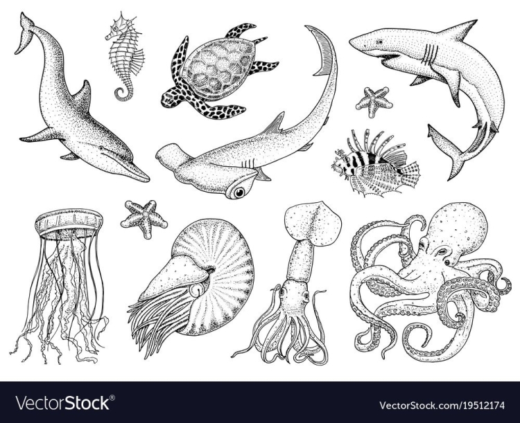 Животные обитающие в океане