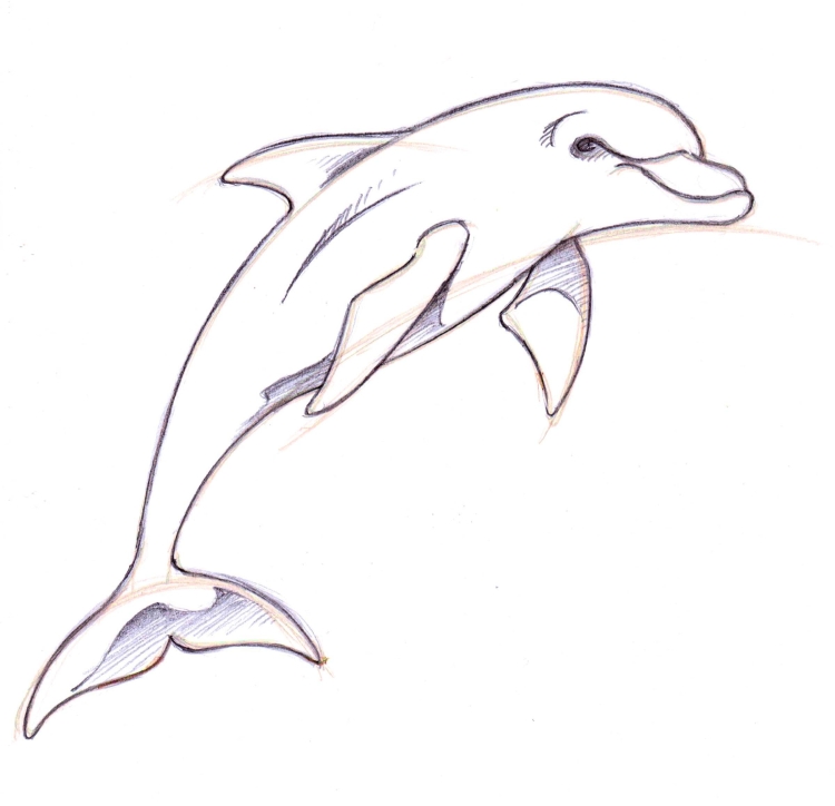 Дельфин животное рисунок