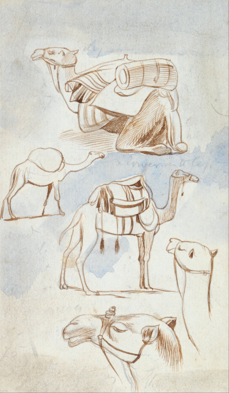 Мультяшный верблюд