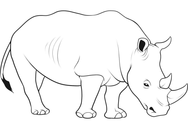 Хищное животное носорог