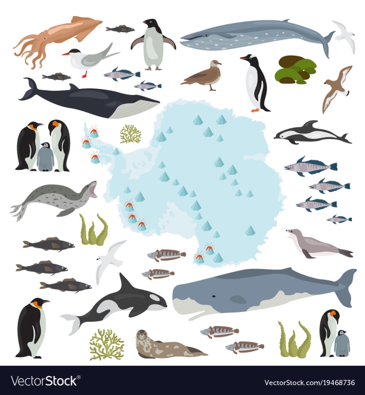 Морские животные в антарктиде