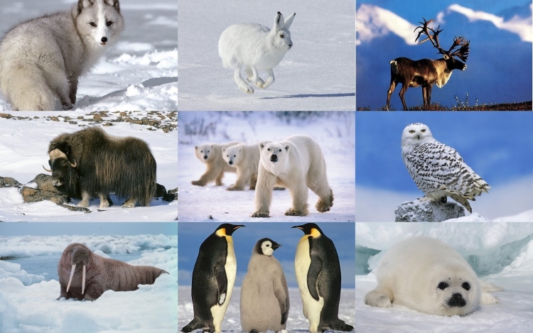 Животные в арктическом поясе