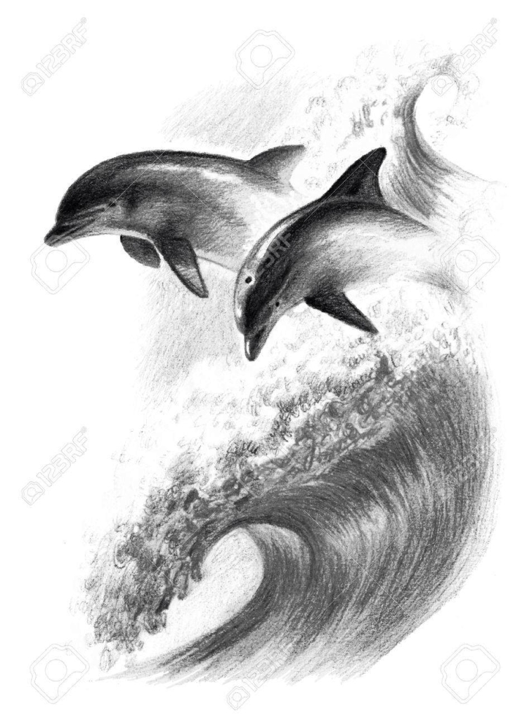 Самые большие дельфины в черном море
